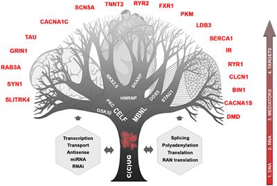 Myotonic Dystrophies: State of the Art of New Therapeutic Developments for the CNS